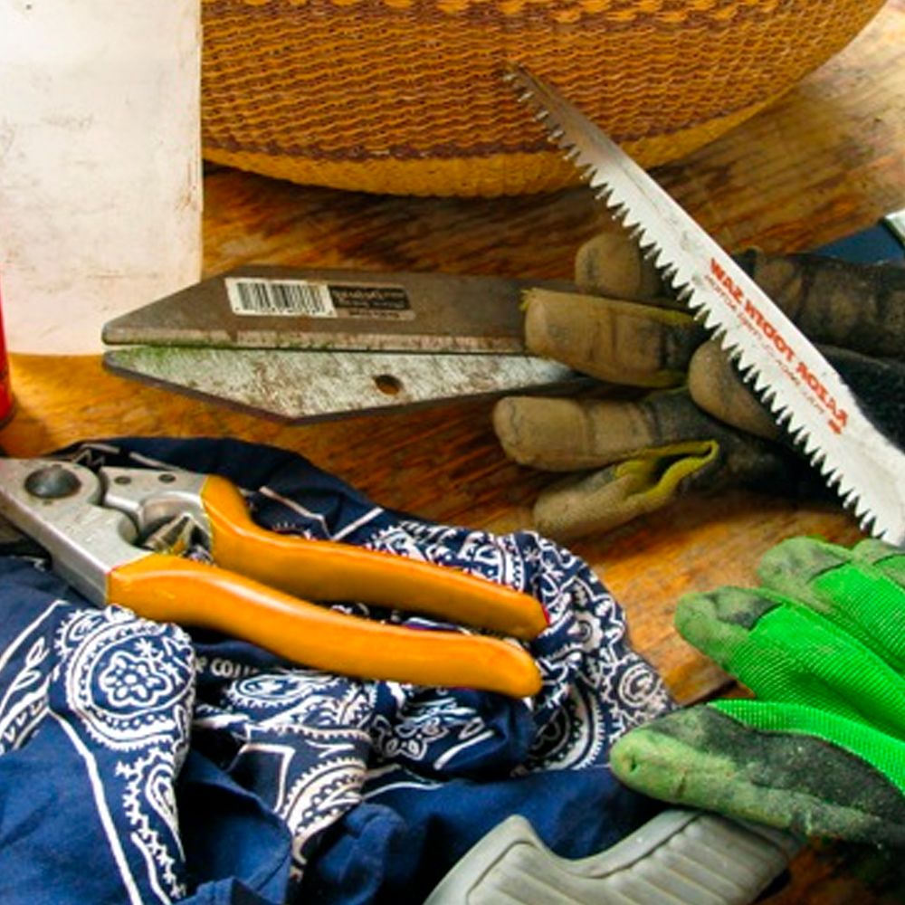 Инструменты для лечения деревьев после зимы